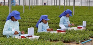 carvao especail flakel