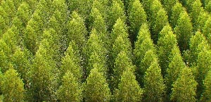 carvao especial flakel